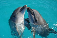 Νοσούν τα δελφίνια με Αλτσχάιμερ; - Τι αποκάλυψε επιστημονική μελέτη
