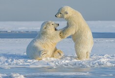 Καναδάς: Κατακόρυφη μείωση του πληθυσμού των πολικών αρκούδων