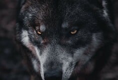 Η Ούρσουλα φον ντερ Λάιεν και ο «κακός ο λύκος»
