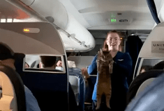 «Την έχασε κανείς;»: Αεροσυνοδός βοηθά γάτα που περιφερόταν στη διάρκεια πτήσης