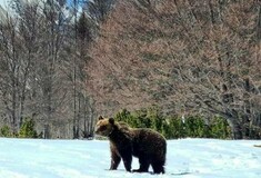 Ιταλία: Νεκρός ο Καρίτο, η διάσημη αρκούδα για τις «κλοπές μπισκότων» - Χτυπήθηκε από αυτοκίνητο 