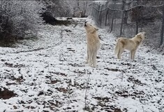 Η κραυγή των λύκων στα πρώτα χιόνια - Εντυπωσιακό βίντεο από τον «Αρκτούρο» 