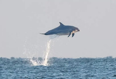 Ιπτάμενα -κυριολεκτικά- δελφίνια κατέγραψε ο φωτογραφικός φακός στο Γιορκσάιρ 