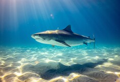 Φλόριντα: Ψαράς κατηγορείται ότι σκότωσε καρχαρία - Τον χτυπούσε με σφυρί μέχρι θανάτου