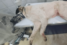 Πάτρα: Άγνωστος πυροβόλησε εξ επαφής αδέσποτο σκύλο