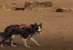 Σκύλος έκανε την τελευταία βόλτα στην αγαπημένη του παραλία- Είχε μεγάλη «παρέα», χάρη σε ανάρτηση στο Facebook