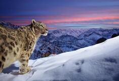 Wildlife Photographer of the Year: «Ο κόσμος της λεοπάρδαλης του χιονιού» απέσπασε το βραβείο κοινού