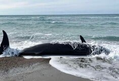Κύπρος: Νεκρές φάλαινες ξεβράστηκαν στις ακτές- Πιθανή σύνδεση με τους σεισμούς σε Τουρκία και Συρία