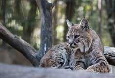 Οι λύγκες στη Γαλλία απειλούνται με δεύτερη εξαφάνιση - Δραματική μείωση του ενήλικου πληθυσμού