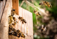 Μέλισσες μαθαίνουν να λύνουν γρίφους, παρακολουθώντας άλλες