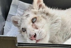 Αττικό Πάρκο: Σε κρίσιμη κατάσταση το τιγράκι- «Δεν έχει εκτεθεί ποτέ στον ήλιο»