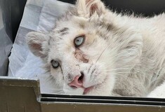 Αττικό Πάρκο: Κέντρο διάσωσης αγρίων ζώων από τη Νότια Αφρική θέλει να φιλοξενήσει το τιγράκι που βρέθηκε στα σκουπίδια