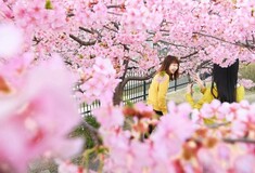 Άνθισαν οι κερασιές στο Τόκιο- 10 μέρες νωρίτερα η περίοδος ανθοφορίας