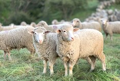Δύο συλλήψεις για ζωοκλοπή στην Πρέβεζα – Έκλεψαν 68 πρόβατα από ποιμνιοστάσιο