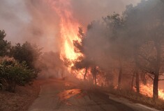 Πυρκαγιές: Μάχη με τις φλόγες σε Δερβένι και Φθιώτιδα λόγω των ισχυρών ανέμων 