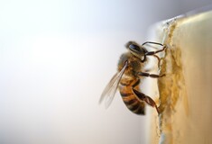 Οι μέλισσες μπορούν να δώσουν πληροφορίες για την υγεία των κατοίκων των πόλεων