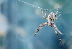 Οι θηλυκές αράχνες παριστάνουν τις νεκρές στο σεξ για να μην ανησυχήσουν τις αρσενικές ότι θα φαγωθούν