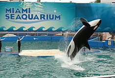 Captive orca Lolita set for release into ‘home waters’ after 50 years at Miami Seaquarium