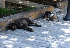 Σήμερα είναι Παγκόσμια Ημέρα Αδέσποτων Ζώων - Προβληματισμός για τα τόσα αδέσποτα στην Ελλάδα