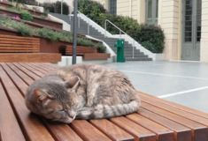 Το Ίδρυμα Γουλανδρή αποχαιρετά την Ελίζα- Τη «μασκότ» του Μουσείου