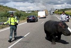 Φορτηγό συγκρούστηκε με ιπποπόταμο του Πάμπλο Εσκομπάρ- Νεκρό το ζώο, έζησε ο οδηγός