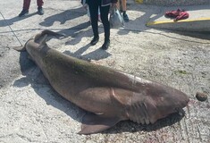 Ιεράπετρα: Προστατευόμενο είδος ο τεράστιος καρχαρίας που έπιασαν ψαράδες