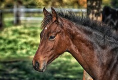 Kακοποίηση αλόγου στην Τζια– Συνελήφθη ο ιδιοκτήτης