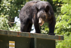 Γιατί οι μαύρες αρκούδες αγαπούν τόσο πολύ τους κάδους απορριμμάτων;