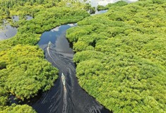 Αισιοδοξία για τον Αμαζόνιο: Μειώθηκε κατά 68% η αποψίλωση του τροπικού δάσους