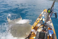 Χαβάη: Η στιγμή που καρχαρίας τίγρης επιτείθεται σε ψαρά- Πώς σώθηκε 