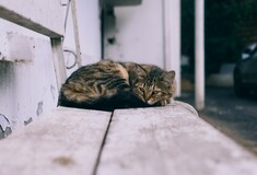 Λουτράκι: 62χρονος πέταξε γάτα από τον 5ο όροφο- Τον κατήγγειλε η σύζυγός του