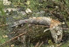 Θεσσαλονίκη: Νεκρά ψάρια στην τάφρο της Σίνδου