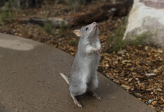Το αποδεκατισμένο bettong έκανε μια εκπληκτική επιστροφή- με τη βοήθεια του φυστικοβούτυρου