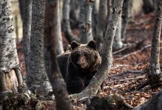 Θεσσαλονίκη: Αρκούδα εμφανίστηκε κοντά σε αυλές σπιτιών- Ζημιές σε μελίσσια και κτήματα