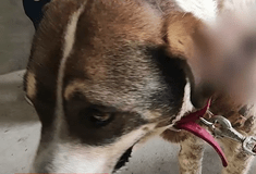 Νεκρός ο αδέσποτος σκύλος που πυροβλήθηκε στην Αργαλαστή Βόλου