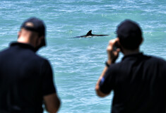 Κόρινθος: Νεκρό ξεβράστηκε το δελφίνι που είχε χάσει τον προσανατολισμό του