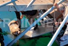 Καβάλα: Περαστικός κλώτσησε αδέσποτο σκύλο και τον πέταξε στο λιμάνι