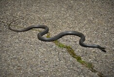 Φίδια: Γιατί εμφανίζονται στις πόλεις- Τι απαντά ερπετολόγος