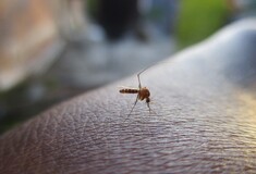 Επιστήμονες ανέπτυξαν «σούπερ αντικουνουπικό» που διώχνει το 99% των κουνουπιών