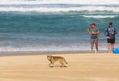 Boy, 10, bitten and dragged under water in dingo attack on K’gari beach