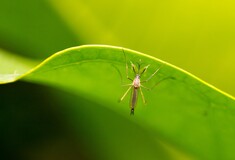 Κουνούπια: SOS για εξάπλωση δάγκειου πυρετού και ιού του Δυτικού Νείλου στην Ευρώπη