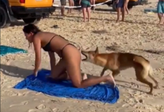 Η στιγμή που ντίνγκο επιτίθεται και δαγκώνει γυναίκα που κάνει ηλιοθεραπεία