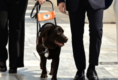 Ο Μπάμπου είναι πρώτος σκύλος οδηγός που μπήκε στη Βουλή