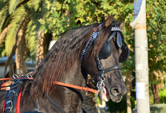 Κέρκυρα: 30.000 € πρόστιμο στον ιδιοκτήτη του αλόγου - Τι έδειξε η νεκροψία