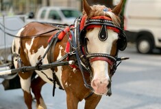 Εισαγγελική παρέμβαση για το νεκρό άλογο στην Κέρκυρα	