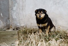 Νέα κακοποίηση σκύλου στην Κρήτη: Βάναυσος ακρωτηριασμός στα αυτια 