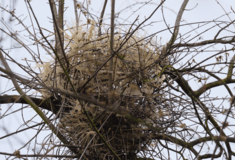 Η εκδίκηση των πουλιών- Ξηλώνουν τις απωθητικές ακίδες από κτίρια και με αυτές φτιάχνουν φωλιές
