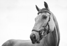 Χαλκιδική: Άλογο βρέθηκε παρατημένο να καίγεται στον ήλιο - Δικογραφία σε βάρος του ιδιοκτήτη του