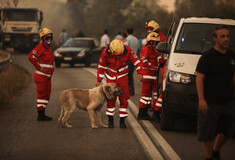 Φωτιές: Διασώθηκαν περισσότερα από 300 ζώα – Οι αριθμοί για κλήσεις απεγκλωβισμού