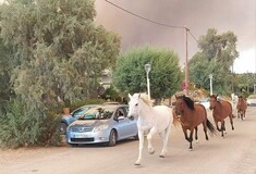 Φωτιά στη Ρόδο: Άλογα τρέχουν μακριά από τα πύρινα μέτωπα